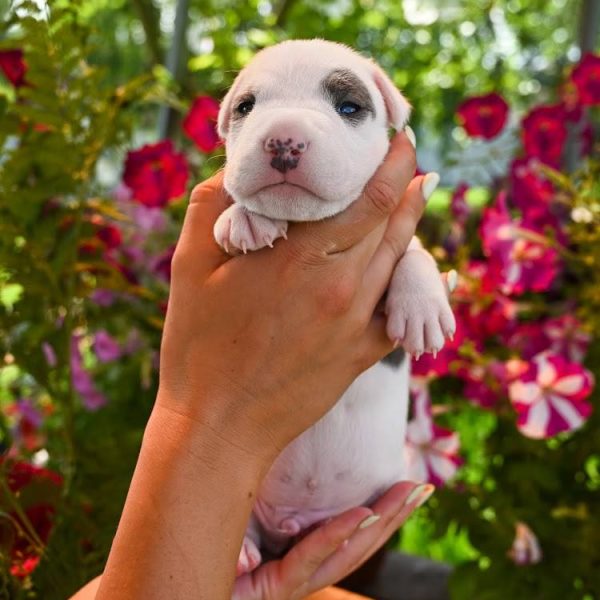 Выпускники — American Staffordshire Terrier | Glorysband белый амстафф щенок