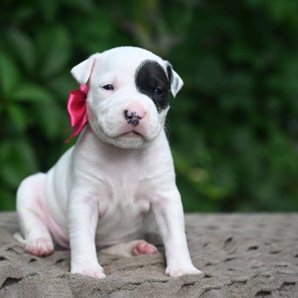 Выпускники — American Staffordshire Terrier | Glorysband Glorysband Half Moon