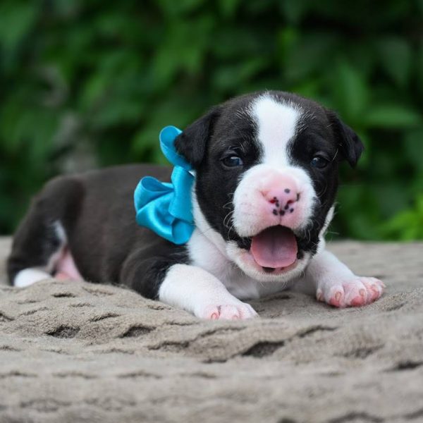 Выпускники — American Staffordshire Terrier | Glorysband Glorysband Hammer Blow