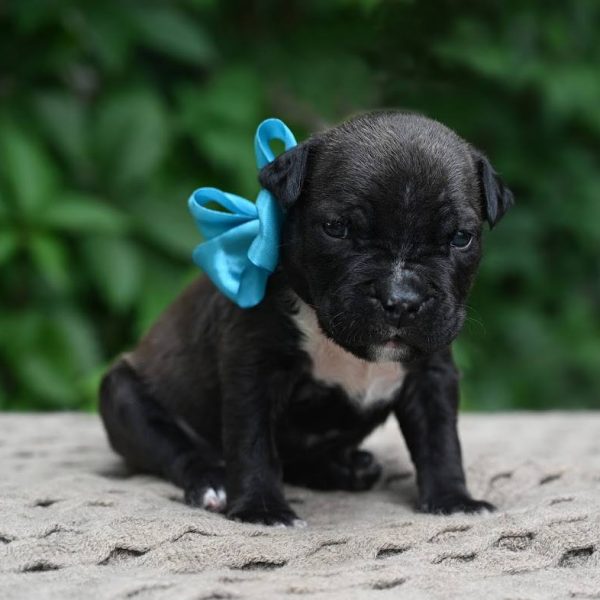 Выпускники — American Staffordshire Terrier | Glorysband Glorysband Hard Rock