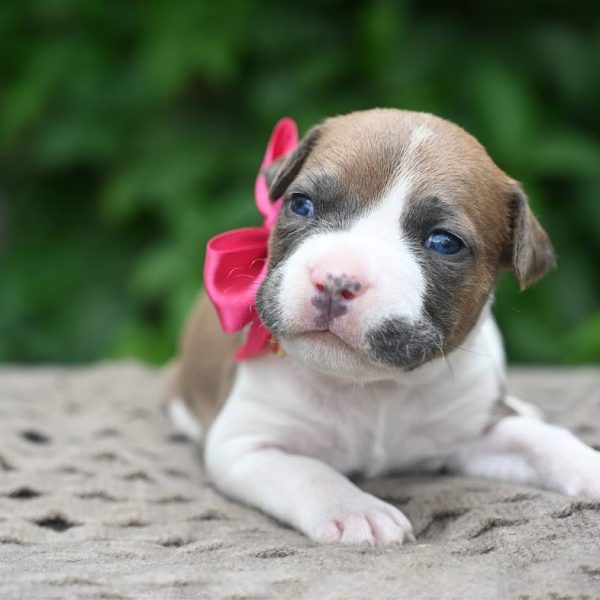 Выпускники — American Staffordshire Terrier | Glorysband Glorysband Harley Queen