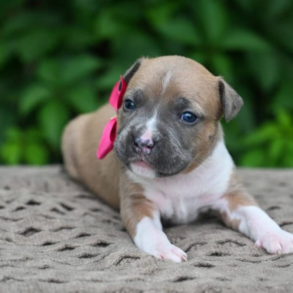 Выпускники — American Staffordshire Terrier | Glorysband Glorysband Heart Gold