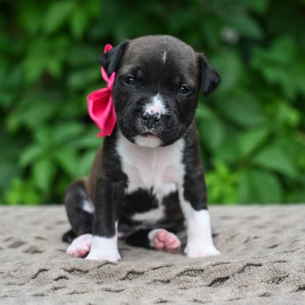 Выпускники — American Staffordshire Terrier | Glorysband Glorysband Heaven Raven
