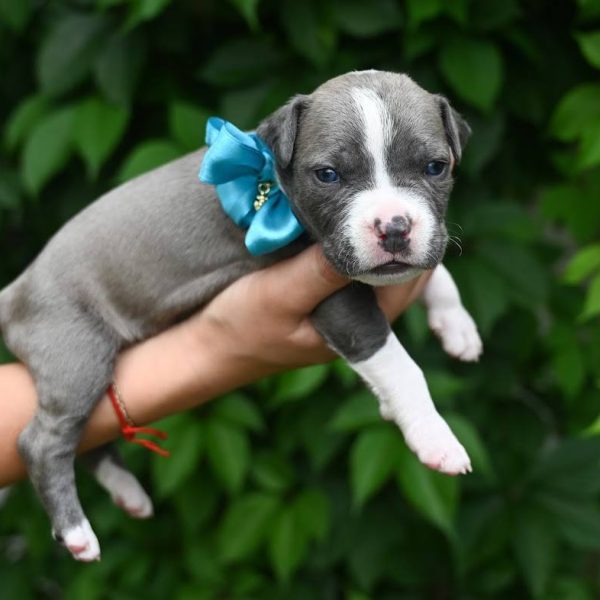 Выпускники — American Staffordshire Terrier | Glorysband Glorysband Heavy Metall