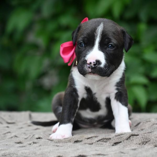Выпускники — American Staffordshire Terrier | Glorysband черный щенок амстаффа купить беларусь с родословной