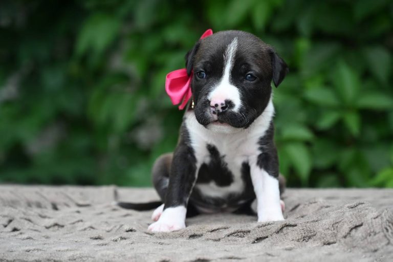О нас — American Staffordshire Terrier | Glorysband черный щенок амстаффа купить беларусь с родословной