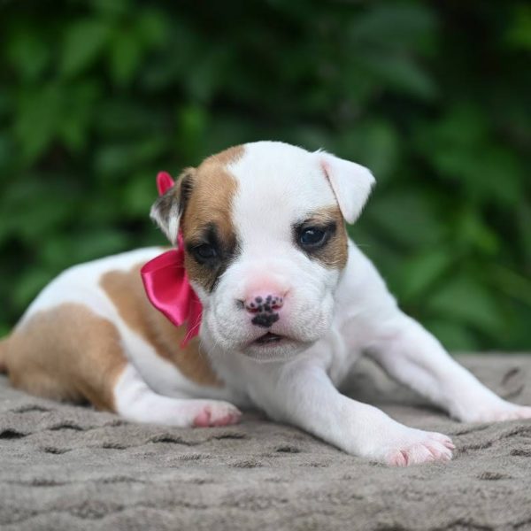 Выпускники — American Staffordshire Terrier | Glorysband Glorysband Honey Milk