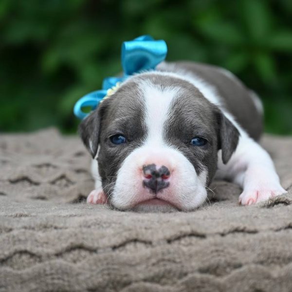 Выпускники — American Staffordshire Terrier | Glorysband Glorysband Honor Pride