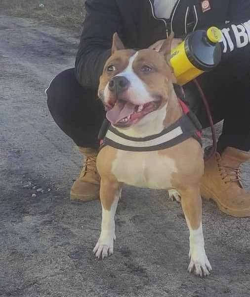 Выпускники — American Staffordshire Terrier | Glorysband Glorysband Lady Love