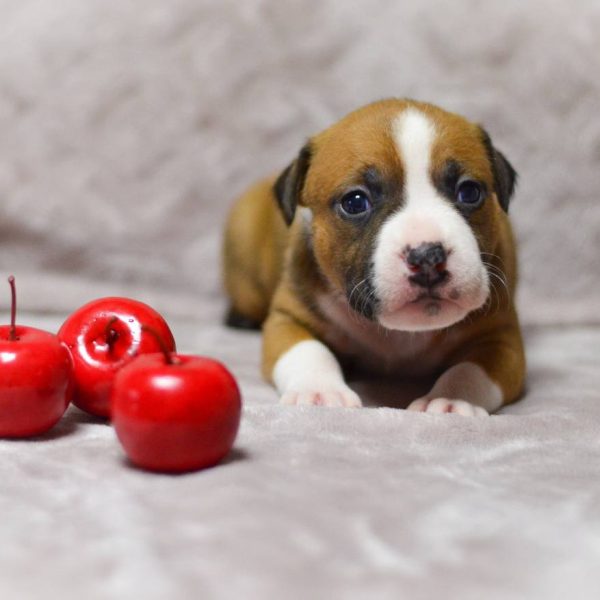 Выпускники — American Staffordshire Terrier | Glorysband Glorysband Lady Love puppy