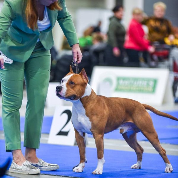Выпускники — American Staffordshire Terrier | Glorysband Glorysband Lamborghini Diablo