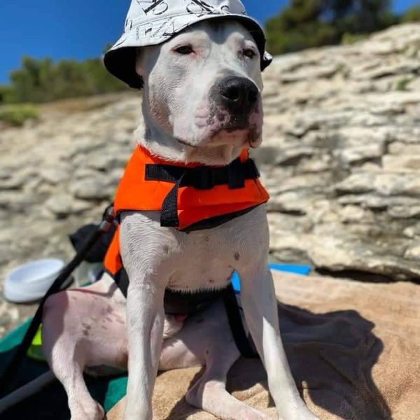 Выпускники — American Staffordshire Terrier | Glorysband Glorysband Liberty Spirit