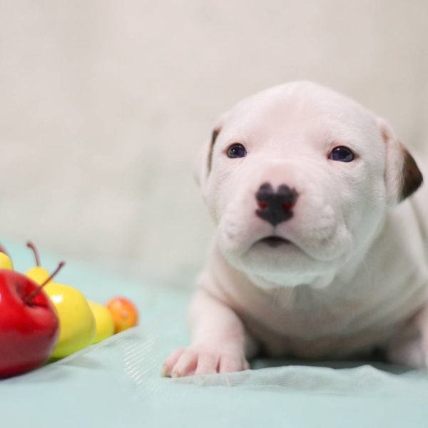 Выпускники — American Staffordshire Terrier | Glorysband Glorysband Liberty Spirit puppy