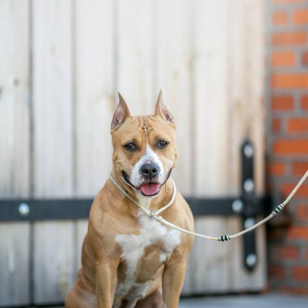 Выпускники — American Staffordshire Terrier | Glorysband Glorysband Light Music