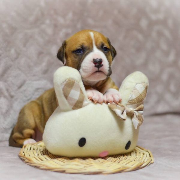 Выпускники — American Staffordshire Terrier | Glorysband Glorysband Light Music puppy