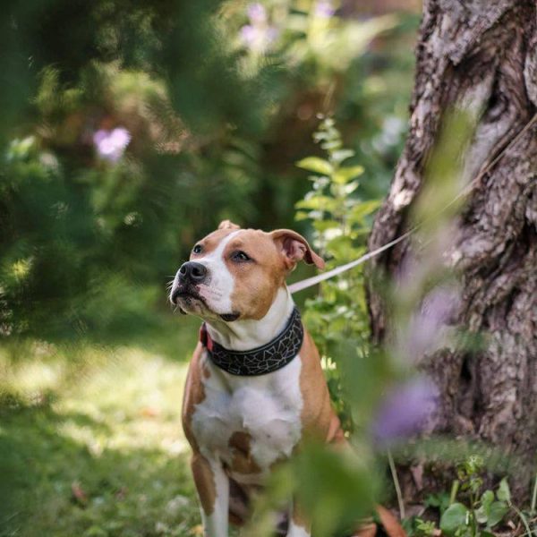 Выпускники — American Staffordshire Terrier | Glorysband Glorysband Lion Heart