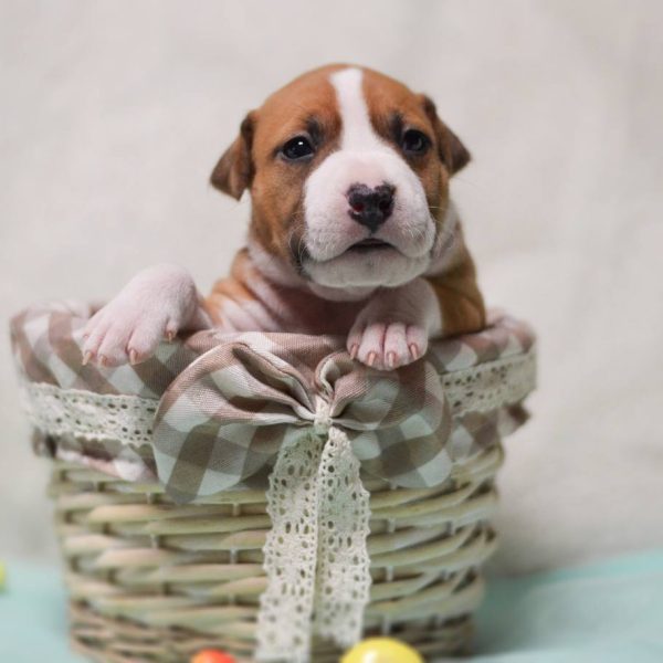 Выпускники — American Staffordshire Terrier | Glorysband Glorysband Lion Heart puppy
