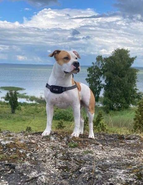 Выпускники — American Staffordshire Terrier | Glorysband Glorysband Living Legend