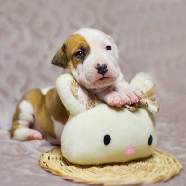 Выпускники — American Staffordshire Terrier | Glorysband Glorysband Living Legend puppy