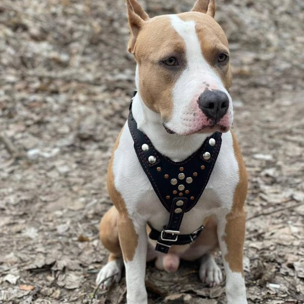 Выпускники — American Staffordshire Terrier | Glorysband Glorysband Lucky Charm