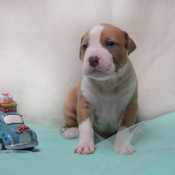 Выпускники — American Staffordshire Terrier | Glorysband Glorysband Lucky Charm puppy