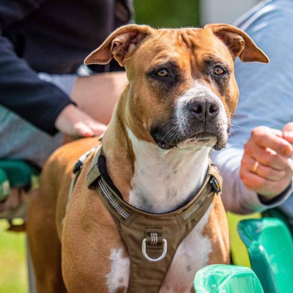 Выпускники — American Staffordshire Terrier | Glorysband Glorysband Luminous Star
