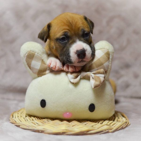 Выпускники — American Staffordshire Terrier | Glorysband Glorysband Luminous Star puppy