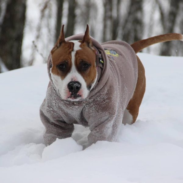 Выпускники — American Staffordshire Terrier | Glorysband Glorysband Luxury Flower