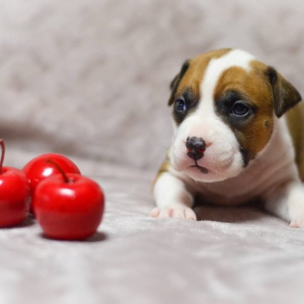 Выпускники — American Staffordshire Terrier | Glorysband Glorysband Luxury Flower puppy