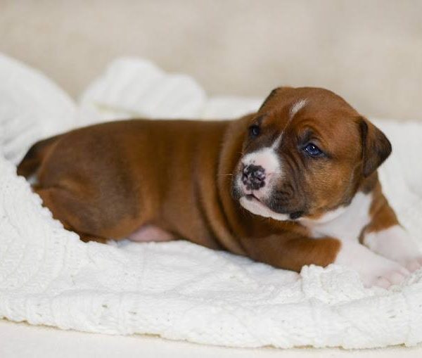 Выпускники — American Staffordshire Terrier | Glorysband Glorysband Machete puppy