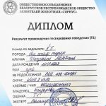 Amstaff behavior and temperament certification T1 — сертификация психики американский стаффордширский терьер