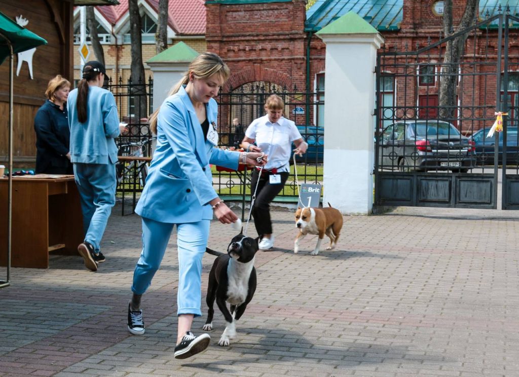 black Amstaff champion Maleficent Glorysband kennel — American Staffordshire Terrier чемпион Глорисбэнд