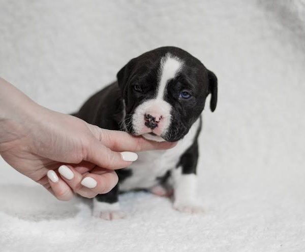Выпускники — American Staffordshire Terrier | Glorysband амстафф с хорошей родословной
