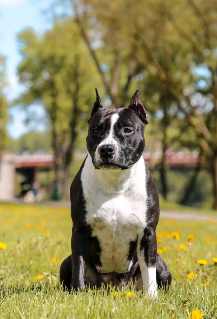 black Amstaff champion Glorysband kennel — American Staffordshire Terrier чемпион Беларуси