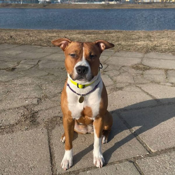Выпускники — American Staffordshire Terrier | Glorysband амстафф девочка красивое фото