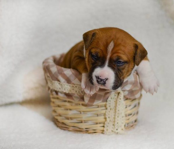 Выпускники — American Staffordshire Terrier | Glorysband купить щенка амстаффа девочку