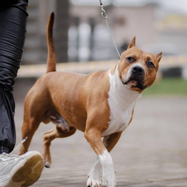 Выпускники — American Staffordshire Terrier | Glorysband амстафф чемпион России и Беларуси