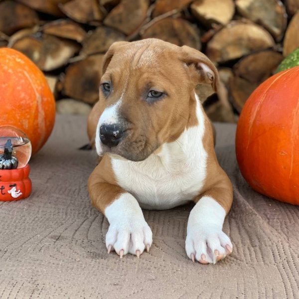 Выпускники — American Staffordshire Terrier | Glorysband Glorysband Talisman Good Luck puppy
