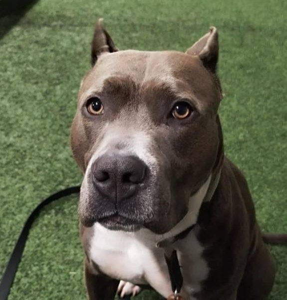 Выпускники — American Staffordshire Terrier | Glorysband самый красивый амстафф Беларусь