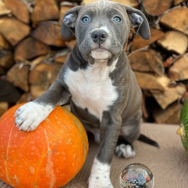 Выпускники — American Staffordshire Terrier | Glorysband щенок амстаффа с голубыми глазами