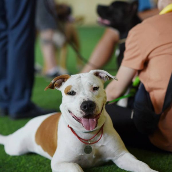 Выпускники — American Staffordshire Terrier | Glorysband Девочка амстафф с некупированными ушками