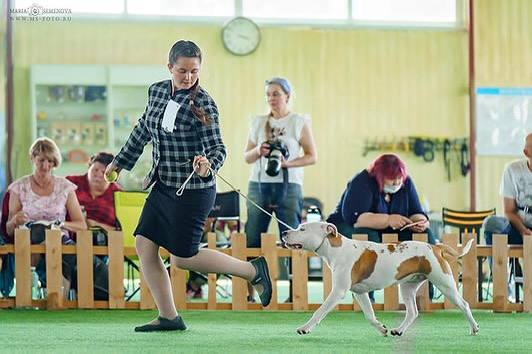 Amstaff champion Toscana Sun Glorysband kennel — American Staffordshire Terrier
