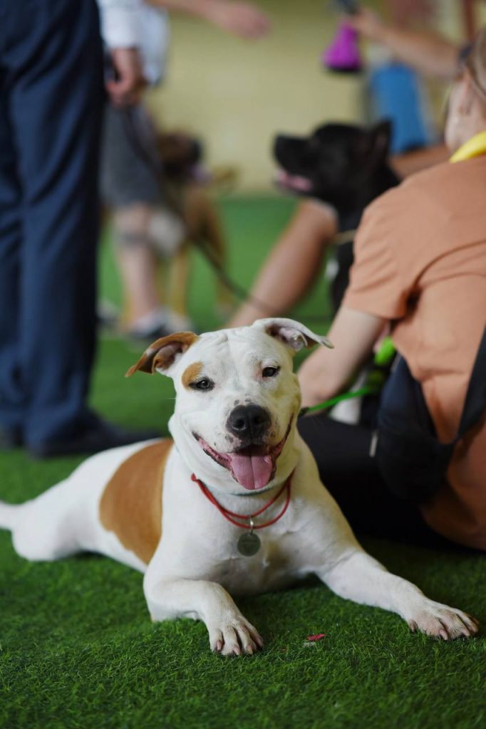 Amstaff champion Toscana Sun Glorysband kennel — American Staffordshire Terrier чемпион Беларуси