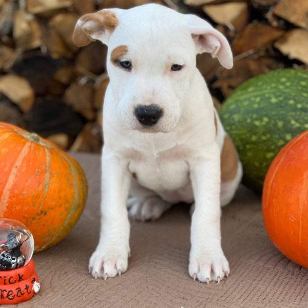 Выпускники — American Staffordshire Terrier | Glorysband Белая девочка амстафф купить