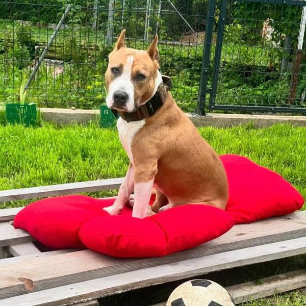 Выпускники — American Staffordshire Terrier | Glorysband амстафф Беларусь купить с хорошей родословной