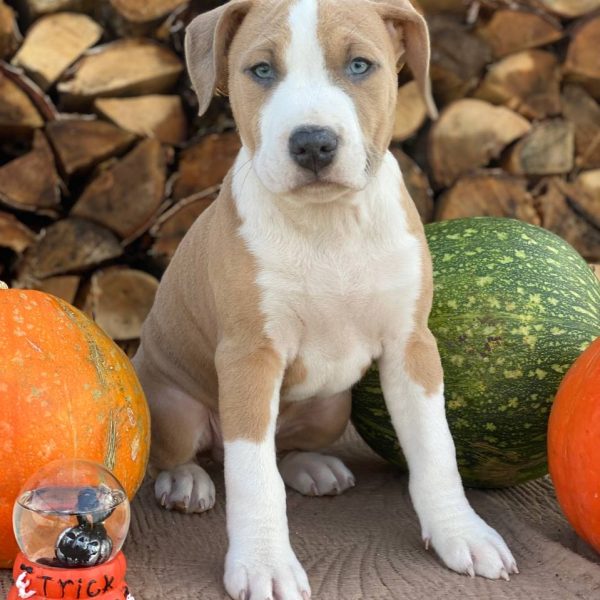 Выпускники — American Staffordshire Terrier | Glorysband палевый щенок амстафф