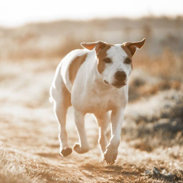 Выпускники — American Staffordshire Terrier | Glorysband красивая девочка стаффорд Беларусь