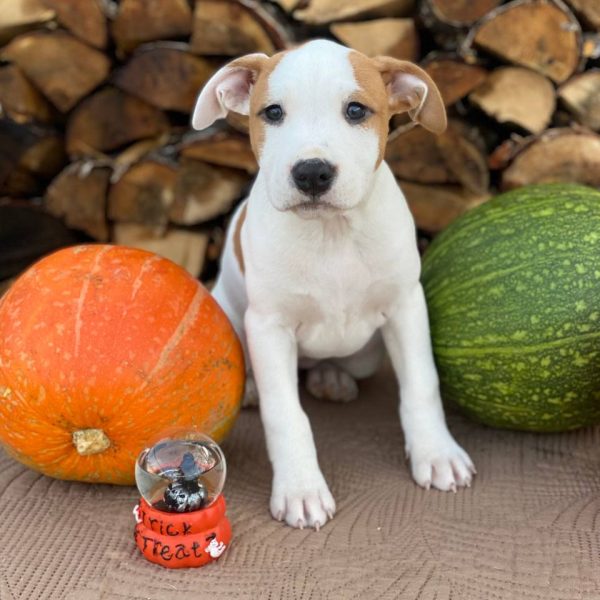 Выпускники — American Staffordshire Terrier | Glorysband щенок статффорда Беларусь
