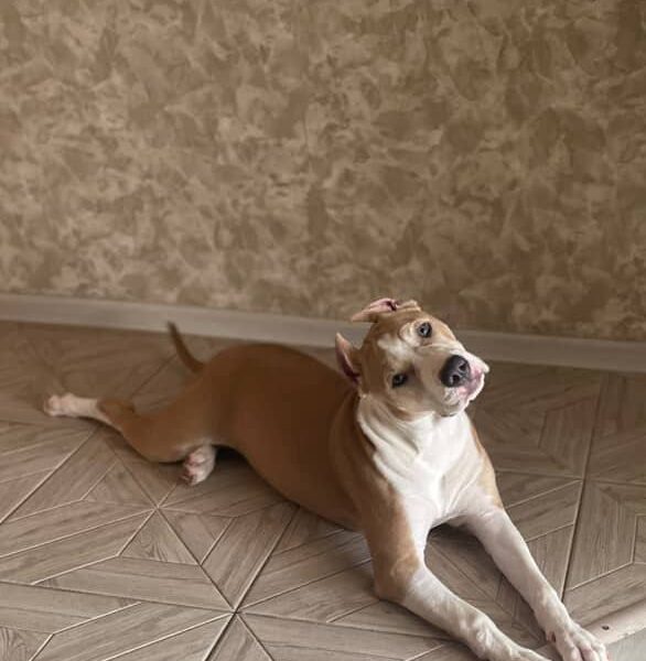 Выпускники — American Staffordshire Terrier | Glorysband Glorysband Valencia Storm