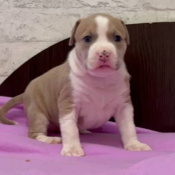 Выпускники — American Staffordshire Terrier | Glorysband Glorysband Valencia Storm puppy